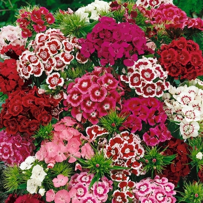 Picture of Sweet William - Crown Single Mixed